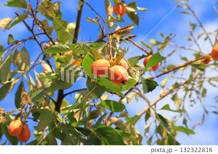 収穫間近な柿の実 132322816