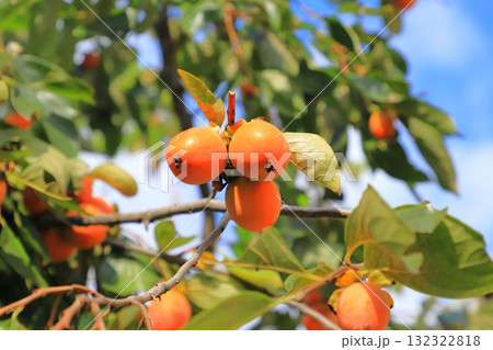 収穫間近な柿の実 132322818