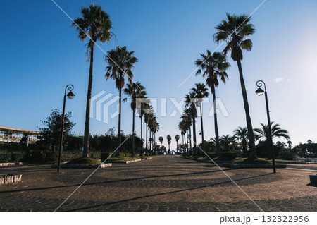 [赤穂海浜公園]大きなヤシの木が印象的な風景 132322956