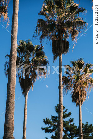 [赤穂海浜公園]大きなヤシの木が印象的な風景 132322958