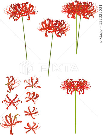 さまざまな彼岸花のイラスト素材　ベクター 132323031