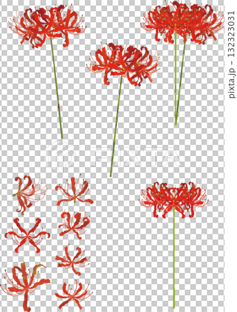 さまざまな彼岸花のイラスト素材　ベクター 132323031