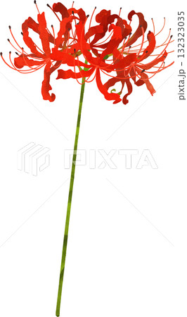 一本の彼岸花のイラスト素材 132323035