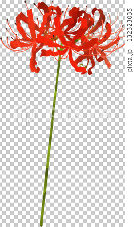 單簇朱頂紅的插畫素材 單簇朱頂紅的插畫素材 132323035