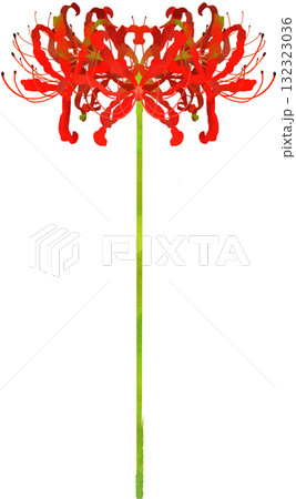 一本の彼岸花のイラスト素材 132323036