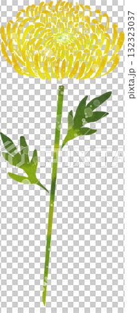 一朵黃色菊花的插圖素材 一朵黃色菊花的插圖素材 132323037