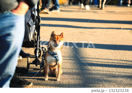 暖かな日差しの中で飼い主の横に立つ忠実な柴犬 暖かな日差しの中で飼い主の横に立つ忠実な柴犬 132323238