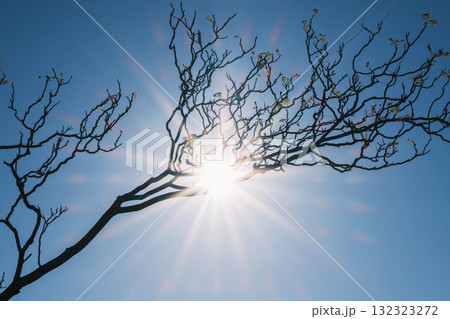 [赤穂海浜公園]太陽が眩しい風景 132323272