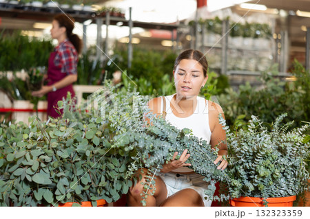 Young girl choosing eucalyptus in flower-pots in plants market Young girl choosing eucalyptus in flower-pots in plants market 132323359