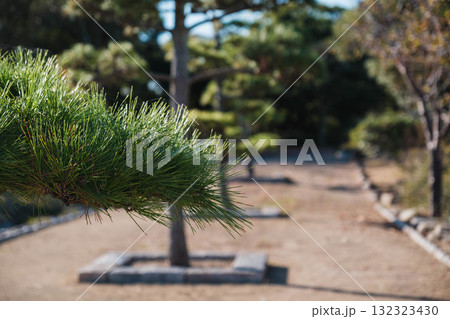 [赤穂海浜公園]松の木 132323430
