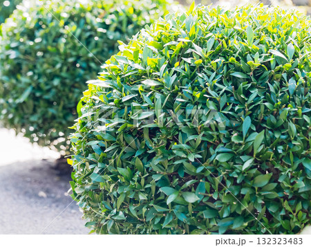 丸く刈り込まれたツゲの生垣 132323483