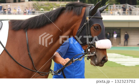 パドックで周回する競走馬（誘導員付き） 132323702