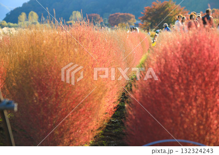秋の公園:赤く色づいたコキアの並木と賑わう観光客 秋の公園:赤く色づいたコキアの並木と賑わう観光客 132324243