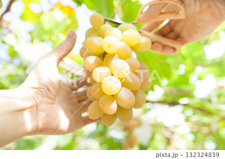 葡萄収穫 132324839