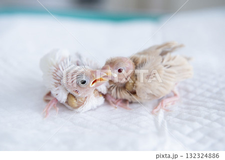 仲良しの文鳥のヒナ 132324886