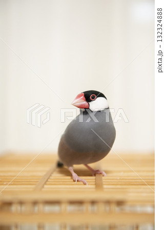 こちらを見つめる文鳥 132324888