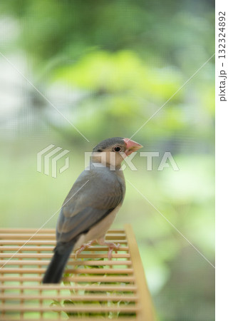 竹かごに乗っている文鳥の中雛 132324892