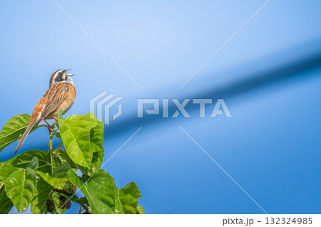 枝にとまるホオジロ・コピースペース 枝にとまるホオジロ・コピースペース 132324985
