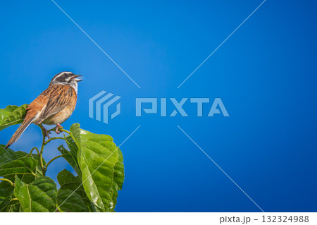 枝にとまるホオジロ・コピースペース 132324988