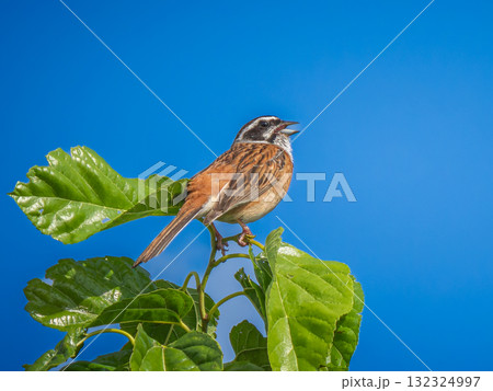 枝にとまるホオジロ 132324997