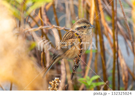 枝にとまるホオジロ 132325024