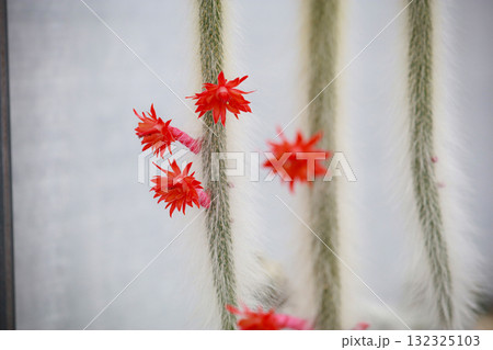 Cleistocactus colademononis (Monkey Tail Cactus) is a cactus with a special characteristic: a long, vine-like stem covered with soft white hairs resembling a monkey's tail. It is suitable for growing 132325103