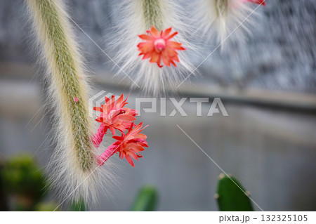 Cleistocactus colademononis (Monkey Tail Cactus) is a cactus with a special characteristic: a long, vine-like stem covered with soft white hairs resembling a monkey's tail. It is suitable for growing Cleistocactus colademononis (Monkey Tail Cactus) is a cactus with a special characteristic: a long, vine-like stem covered with soft white hairs resembling a monkey's tail. It is suitable for growing 132325105
