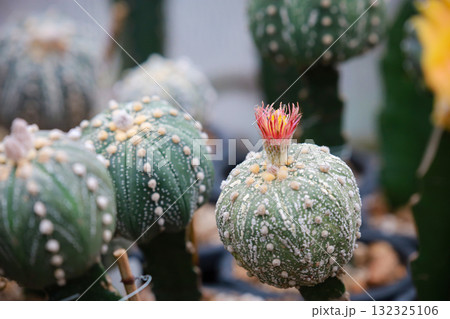 Astrophytum asterias cv. Shinshowa, has a unique characteristic of having small, slender petals and fringes, which is considered an unusual flower characteristic, blooming mostly in summer. 132325106