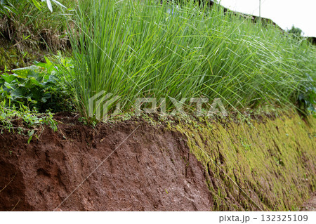 Chrysopogon zizanioides, useful in soil and water conservation, soil resource restoration and environmental protection. Chrysopogon zizanioides, useful in soil and water conservation, soil resource restoration and environmental protection. 132325109