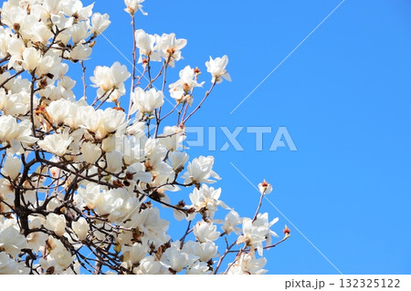 満開のハクモクレン 132325122