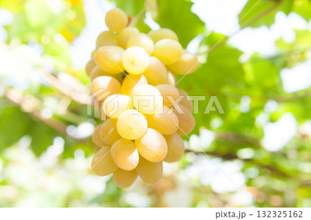 葡萄 葡萄 132325162