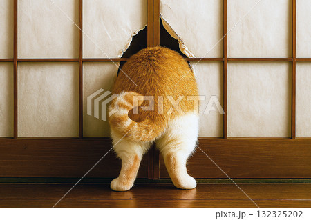 頭隠して尻隠さず 132325202