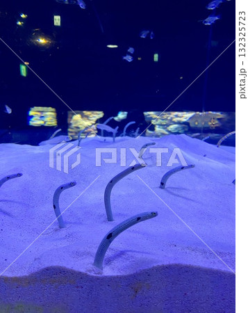 砂から顔を出すチンアナゴの群れ(水族館) 砂から顔を出すチンアナゴの群れ(水族館) 132325723