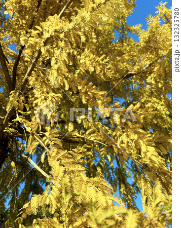 黄色に色づいたイチョウの木 黄色に色づいたイチョウの木 132325780