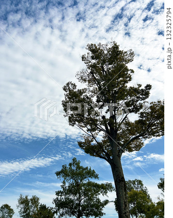 空へと伸びる木 空へと伸びる木 132325794