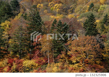 定山渓の紅葉 定山渓の紅葉 132325906