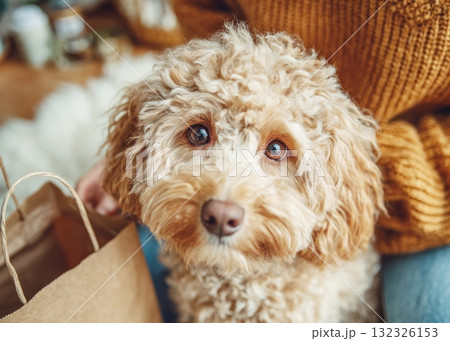 Fluffy poodle dog looking at camera with brown eyes 132326153