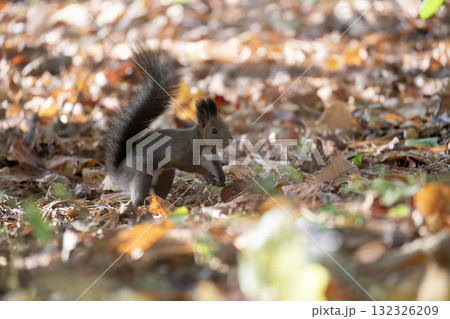 秋の森で忙しく走り回るエゾリス 132326209