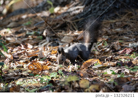 秋の森で忙しく走り回るエゾリス 秋の森で忙しく走り回るエゾリス 132326211