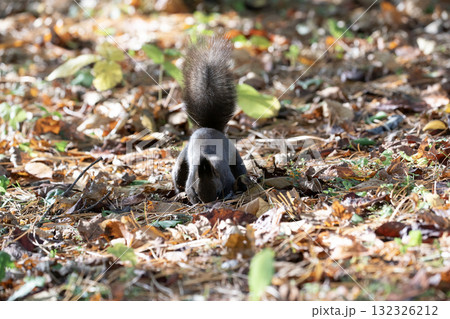 秋の森で忙しく走り回るエゾリス 132326212