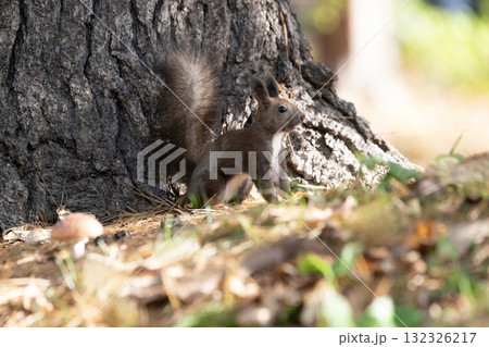 秋の森で忙しく走り回るエゾリス 132326217