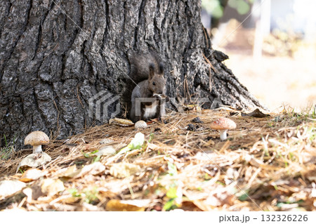 秋の森で忙しく走り回るエゾリス 秋の森で忙しく走り回るエゾリス 132326226