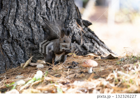 秋の森で忙しく走り回るエゾリス 秋の森で忙しく走り回るエゾリス 132326227