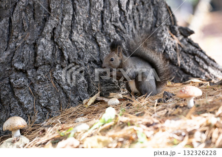秋の森で忙しく走り回るエゾリス 秋の森で忙しく走り回るエゾリス 132326228