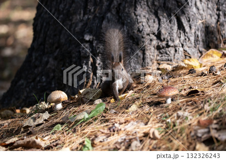 秋の森で忙しく走り回るエゾリス 秋の森で忙しく走り回るエゾリス 132326243