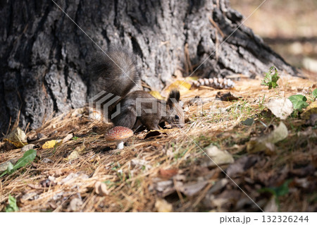 秋の森で忙しく走り回るエゾリス 132326244