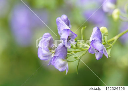 トリカブト トリカブト 132326396