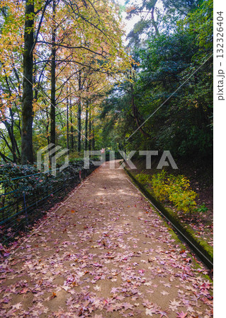 [深山公園]色鮮やかな紅葉 132326404