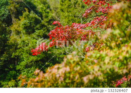 [深山公園]色鮮やかな紅葉 132326407