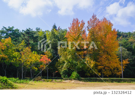 [深山公園]色鮮やかな紅葉 132326412